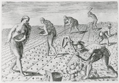 Florida Indians planting maize, from 